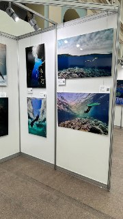 Стенд выставки с несколькими большими отпечатанными фотографиями: подводные пейзажи, фридайвер, риф и береговой горизонт.