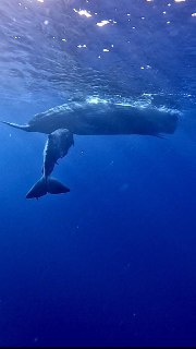 Подводный кадр с крупным китом в синей морской глубине; виден силуэт животного, поверхность воды и рассеянные блики света сверху, атмосферный фон.