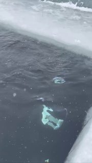 Кадр-превью видео: нерпа в проруби у ледяного края, видна тёмная вода и белый лёд, сцена во время тренировки фридайверов.