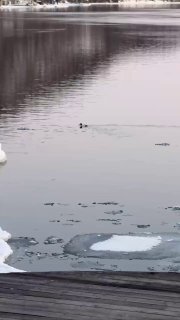 Птица, ныряющая в спокойной воде у деревянного причала; на поверхности видны кромки льда и отражение неба на закате.
