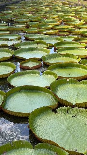 Множество крупных круглых кувшинок на поверхности воды, плоские зелёные листья рядами, видны отражения и прибрежная растительность в кадре.