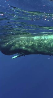 Подводный кадр с крупным морским животным у поверхности воды, тёмно‑синий фон, видна часть тела, свет на волнах