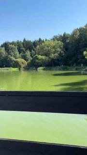 Пруд с зелёной водой и береговой растительностью в лесном парке, отражения деревьев на поверхности и спокойная природная атмосфера прогулки.
