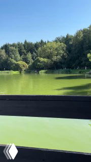 Пруд с зелёной водой и отражением деревьев в Мещерском лесу, вид с причала или скамьи — спокойная лесная панорама возле кафе и проката.