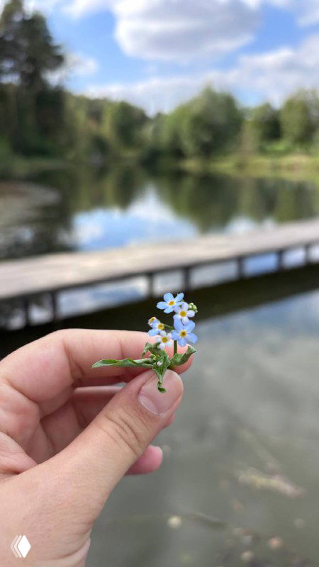 Рука держит маленький полевой цветок незабудку на фоне спокойного пруда и причала в Мещерском парке — летняя сцена.