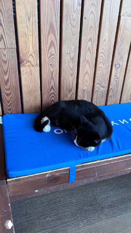 Чёрный кот, свернувшийся на синем матрасе на лавочке в парке; спокойная сцена отдыха и тёплая деревянная обшивка позади.