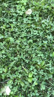 Крупный план полянки с листьями клевера и травой; вид с уровня земли, где лежат мелкие цветочки и сочная зелень.