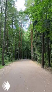 Широкая аллея в сосновом лесу Мещерского парка, дорожка уходит в перспективу между высоких стройных деревьев.