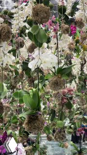 Стена с живыми орхидеями и подвешенными мховыми шариками, белые и розовые цветы в сочетании с ботаническими элементами экспозиции.