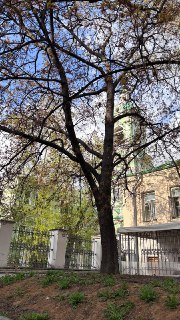 Дерево с молодой листвой на фоне церковной колокольни в Москве, кадр через ветви, фрагмент архитектуры и небо.
