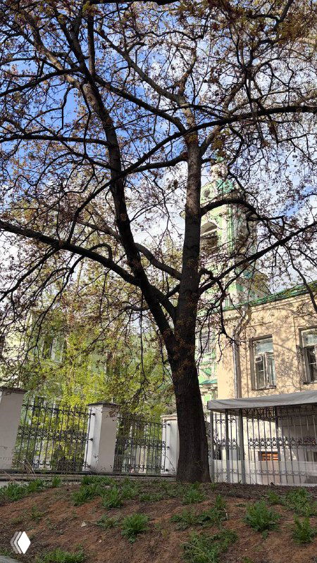 Высокое дерево с молодой листвой на фоне церковного фасада в Москве, вид на ограду и прогулочную зону рядом с храмом в ясный весенний день.