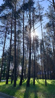 Высокие сосны, сквозь кроны которых пробивается яркое солнце; солнечные блики, длинные тени и зелёная лесная подстилка.