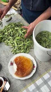 Гора нарезанных стручков фасоли на столе рядом с тарелкой и чашкой — домашняя сервировка и рабочий процесс на кухне бабушки.