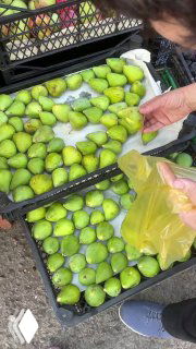 Ящики со свежим зелёным инжиром на сельском рынке: руки покупателя набирают плоды в пакет, летняя шумная обстановка и продающие лотки.