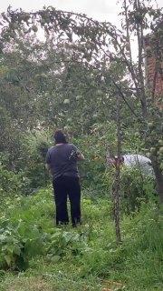 Человек спиной в зелёном саду собирает травы и растения; видно кроны деревьев, кусты, садовый фон и движение рук при сборе мяты и мелиссы.