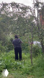 Человек в огороде собирает мяту и мелиссу рядом с кустами; видны плодовый сад и деревья, бытовая сельская сцена сбора трав.