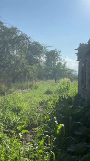 Панорамный кадр деревенского двора: высокая зелёная трава, кусты и деревья возле старого дома под ясным голубым небом.