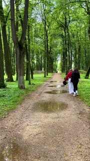 Аллея липового парка в Дубровицах: дорожка с лужами, высокие стволы деревьев и несколько посетителей под зонтиком.