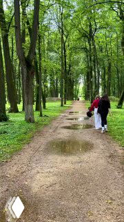 Аллея липового парка усадьбы Дубровицы с рядами высоких деревьев, влажная земля и гуляющие люди в непринужденной атмосфере.