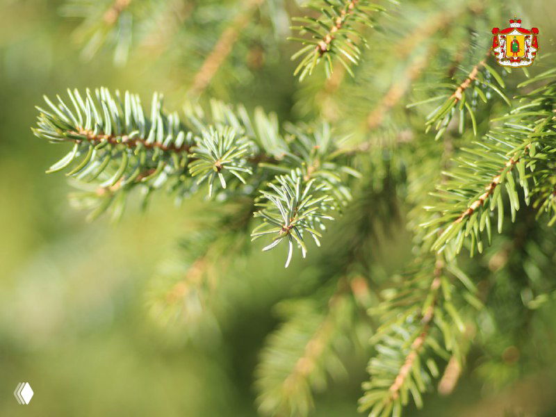 Крупный план ветвей сосны с иголками на размытом зелёном фоне; в правом углу виден герб Рязанской обл.