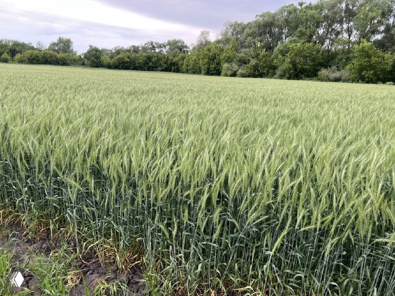Зелёное поле озимой пшеницы сорта «Адарка» в Рязанской области на фоне деревьев и облачного неба, вид на молодые колосья летом