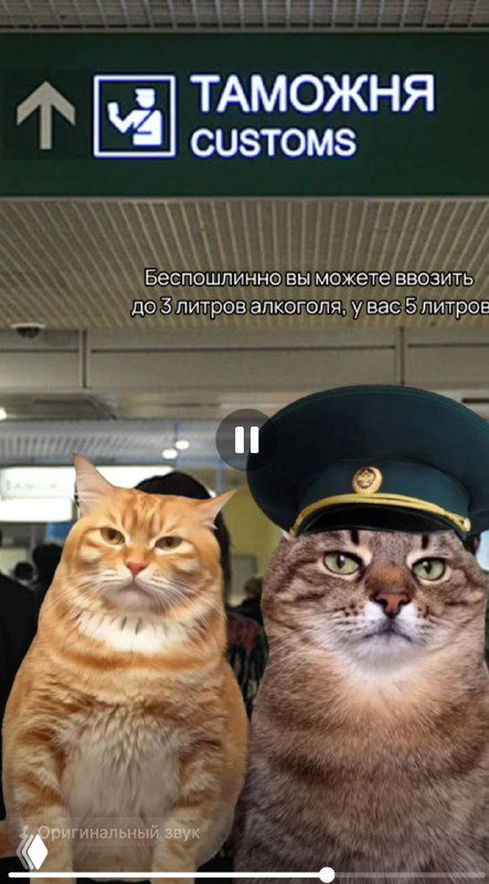 Два кота в форменной шляпе на фоне вывески «ТАМОЖНЯ / CUSTOMS» — мемный приём для объяснения таможенных правил и ограничений.