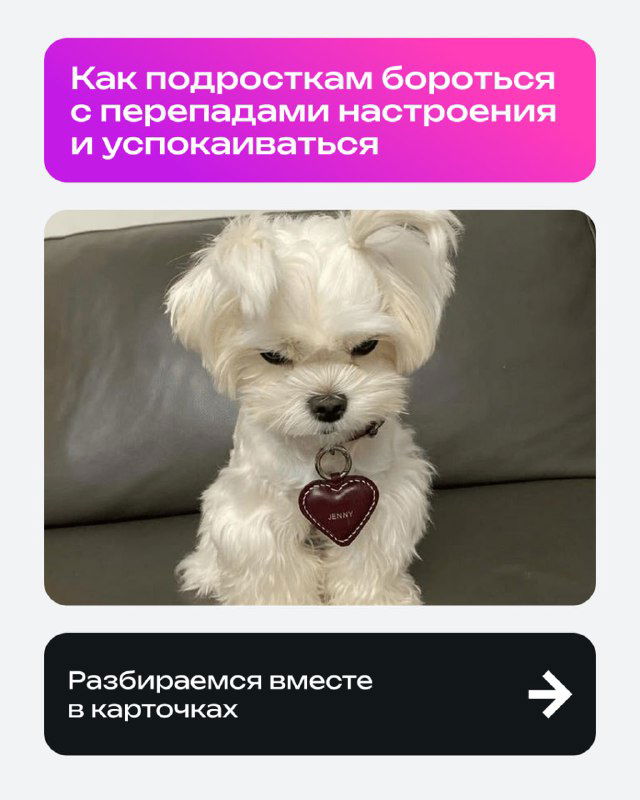 Обложка карточки с заголовком «Как подросткам бороться с перепадами настроения», крупный план белой маленькой собачки на сером фоне и пастельный дизайн обложки.