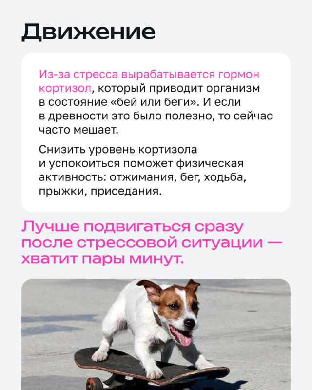Слайд «Движение»: фото собаки в движении и текст о том, что физическая активность снижает уровень кортизола и помогает успокоиться после стресса.