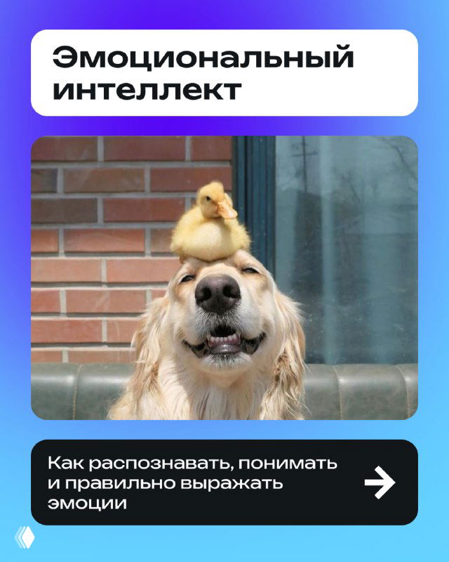 Заглавная картинка: золотистый ретривер с утёнком на голове на фоне кирпичной стены — визуал про эмоциональный интеллект.