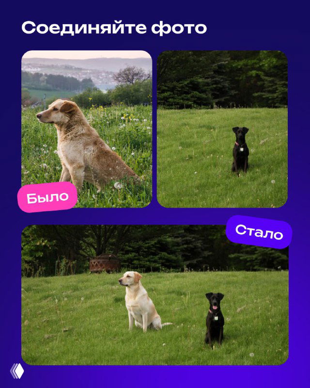Соединение фотографий: несколько снимков собак в отдельных кадрах и итоговая композиция с животными рядом — видно, где модель ещё допускает смещения фона и линии.