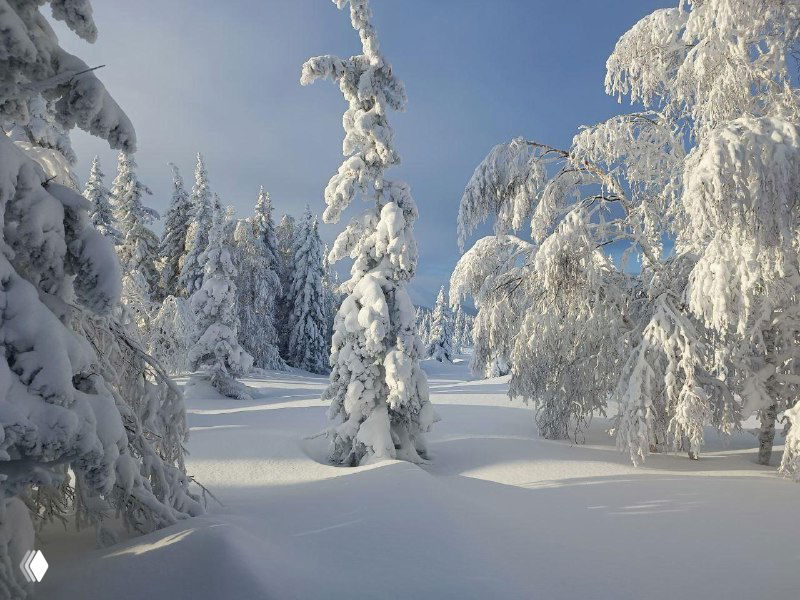 Снежный лес с инеем на ветвях: глубокий снег, заснеженные ели и мягкие тени от низкого зимнего солнца в тайге.
