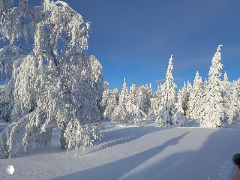 Снежные просторы и иней на деревьях: мягкие рельефы, множество заснеженных елей и следы от походной группы.