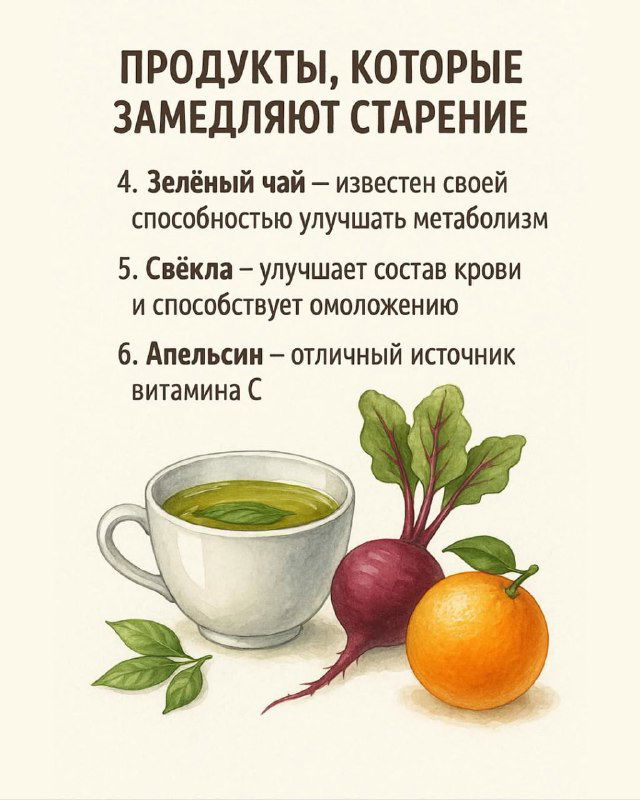 Иллюстрация зелёного чая, свёклы и апельсина с подписью о пользе для метаболизма и качестве крови — визуальная часть списка продуктов молодости.