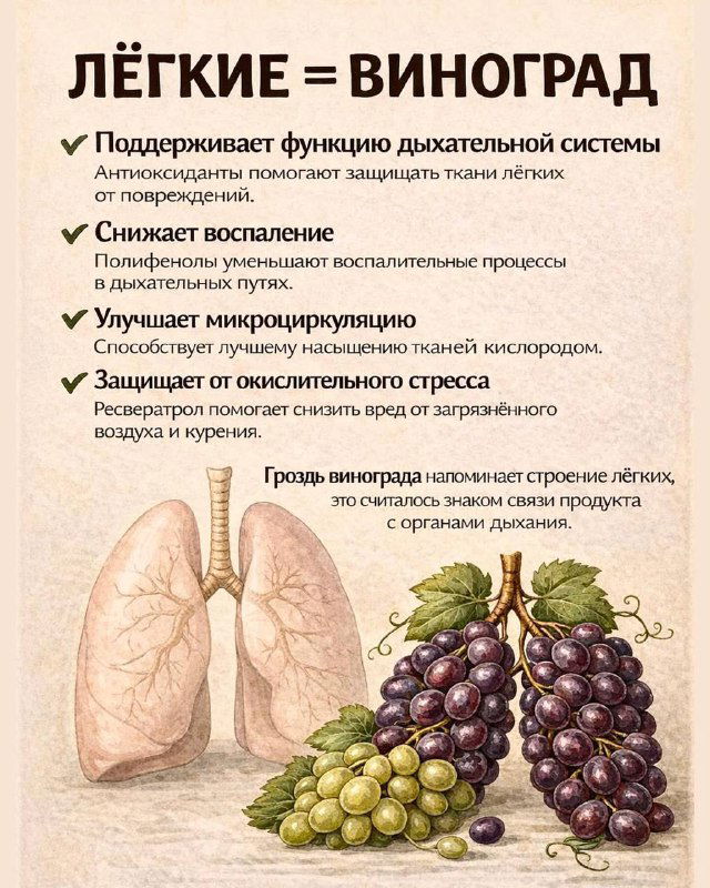 Инфографика с гроздью винограда и анатомической схемой лёгких, указывающая на антиоксиданты и влияние на дыхательную систему и микроциркуляцию.