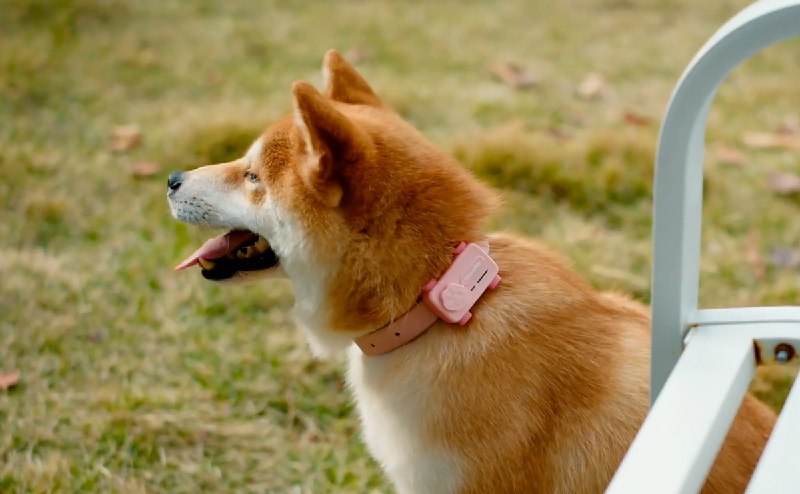 Собака на улице в розовом ошейнике с прикреплённым PetPhone; видно размещение модуля и соотношение его размеров с телом питомца.