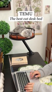 Кот, устроившийся в круглой приподнятой лежанке на столе рядом с ноутбуком; вид рабочего места и аксессуаров на столе.