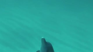 Подводный кадр с дельфином в бирюзовой воде, ближний план животного у поверхности, видно тело, плавник и игру света на дне
