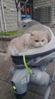 Крупный план робособаки с люлькой: в коляске виден пушистый питомец; на заднем плане фасады зданий и уличная обстановка днём.