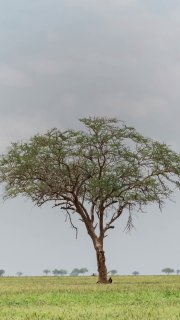 Фотография одинокого дерева на фоне плоского зелёного поля и пасмурного неба, акцент на силуэте и спокойной природной композиции.