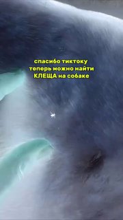 Крупный план шерсти животного в инвертированных тонах; видна область кожи с маленькой тёмной точкой, подчёркивающей контраст для поиска клеща.