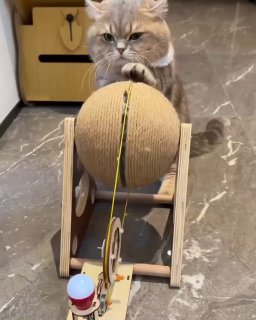 Кот лапой нажимает на шарообразное устройство на деревянной подставке на мраморном полу — сцена из короткого видео.