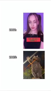 Коллаж: вверху вертикальное портретное видео с девушкой на фиолетовом фоне, внизу фотография кошки на улице с предметом.