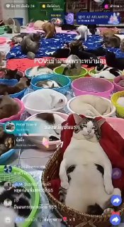 Вертикальный кадр со стрима TikTok: множество котиков в корзинах в приюте, видны донаты и наложенные комментарии зрителей.