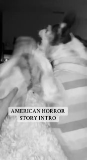 Чёрно-белый кадр из TikTok: питомец на руках, наложен текст про «American Horror Story», атмосферный фильтр и мрачный тон ролика.