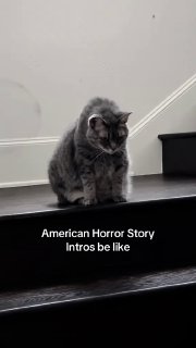 Питомец сидит на лестнице в кадре вертикального ролика, наложен текст «American Horror Story intros be like», спокойная тёмная палитра.