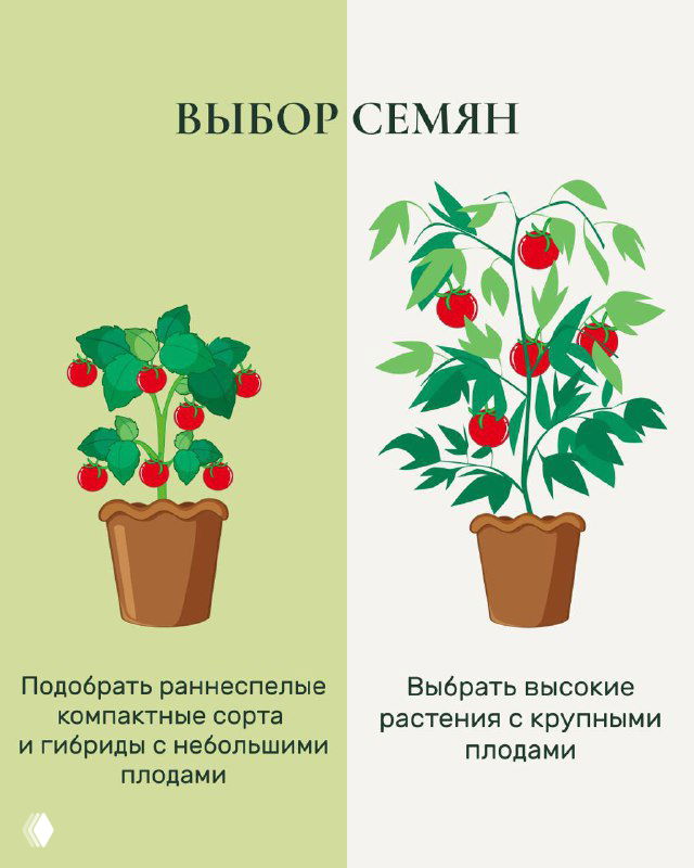 Карточка «Выбор семян»: две иллюстрации горшков с растениями, советы по выбору раннеспелых компактных сортов и высоких растений с крупными плодами.