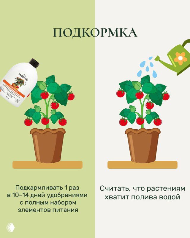 Карточка «Подкормка»: изображение бутылки удобрений и полива, совет подкармливать 1 раз в 10–14 дней полным набором элементов питания.