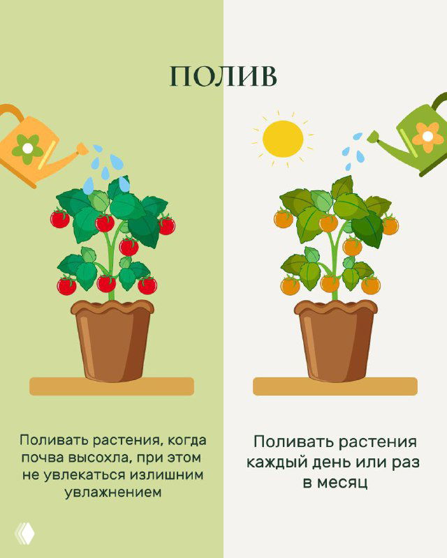 Карточка «Полив»: сравнение правильного полива и переизбытка влаги; рекомендация поливать при подсыхании почвы, не увлекаясь излишним увлажнением.