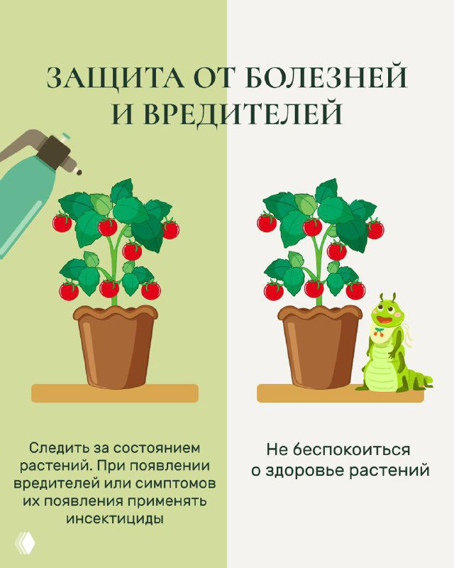 Карточка «Защита от болезней и вредителей»: иллюстрации здорого и повреждённого растения, совет следить за состоянием и при необходимости применять инсектициды.