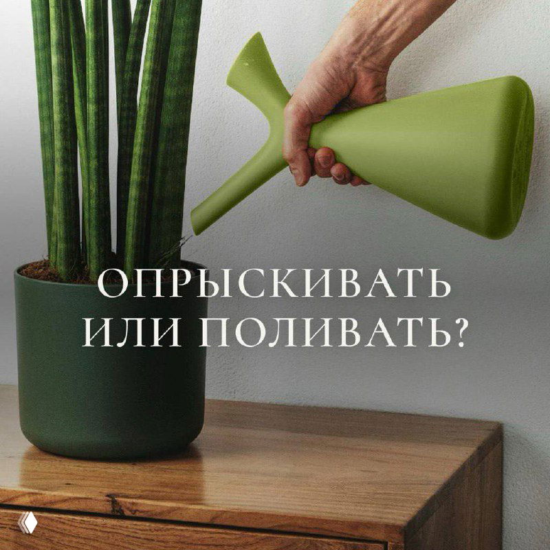 Рука с зелёной лейкой над горшечным комнатным растением на тумбе; на изображении текст «ОПРЫСКИВАТЬ ИЛИ ПОЛИВАТЬ?», иллюстрация темы чередования полива и опрыскивания.